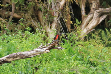 The Vermilion flycatcher bird of the Galapagos Islands