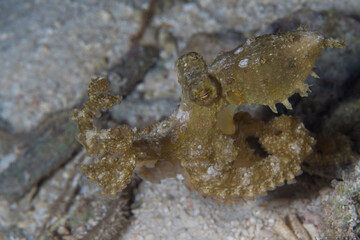 Long arm octopus crawls around dive site on night dive - Macrotritopus defilippi