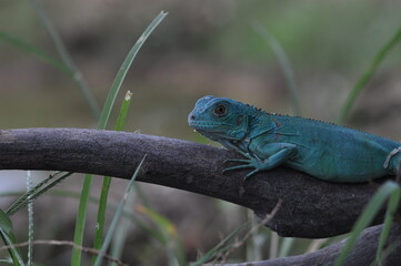 The Blue iguana, also known as the American iguana, mostly herbivorous species of lizard