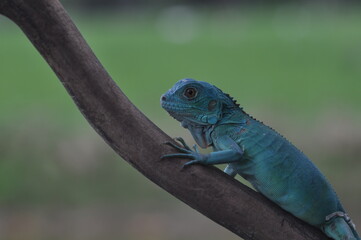 The Blue iguana, also known as the American iguana, mostly herbivorous species of lizard