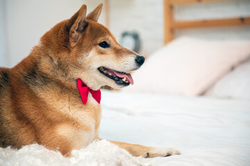 Brown Shiba Inu Dog with red ribbon lying on white bed in bedroom with copy space