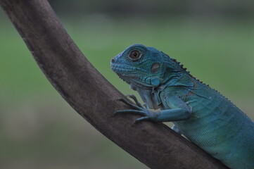 The Blue iguana, also known as the American iguana, mostly herbivorous species of lizard
