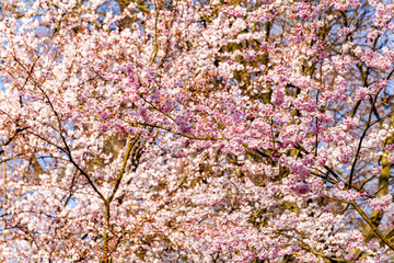 shot of cherry blossom. Cherry Tree In Spring