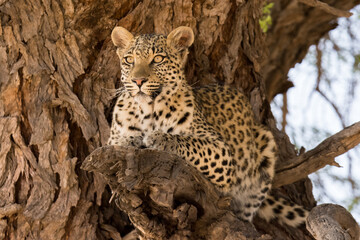 Horizontal, color image of a young female leopard in a tree looking looking at camera with yellow eyes, Panthera pardus, in the Kgalagadi, South Africa