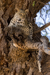 Portrait of a leopard lying in a camel thorn tree in soft light in Kgalagadi (Africa) looking cautiously; Panthera pardus