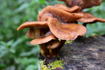 mushroom in the forest