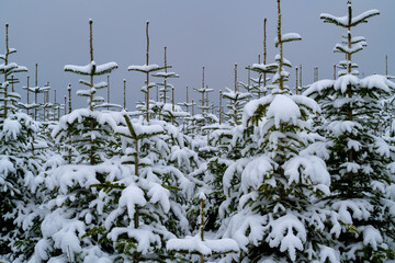 Tannen Schnee Weihnachtsbäume Schonung Winter Sauerland Nadeln Abies schneebedeckt weiß Äste...