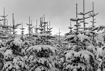 Tannen Schnee Weihnachtsbäume Schonung Winter Sauerland Nadeln Abies schneebedeckt Äste Spitzen...