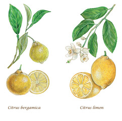a realistic botanical illustration of bergamot (Citrus bergamica) and lemon (Citrus limon): branch with leaves and fruit  - obrazy, fototapety, plakaty