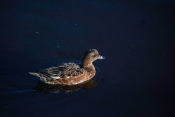 duck on the water