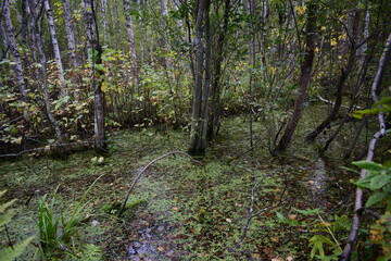 footpath in the forest