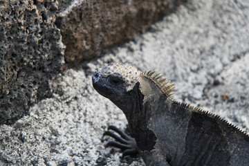 Marine Iguana of the Galapagos Islands