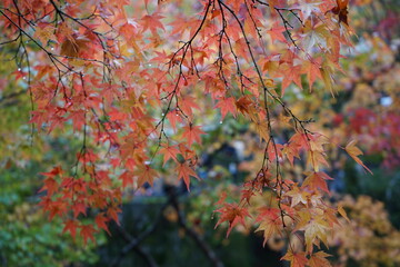 View of bright red and yellow autumn leaves with rain drop, Momiji closeup in Kyoto prefecture, Japan - 雨に濡れたもみじ 京都
