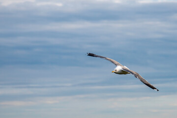 seagull flying in the sky