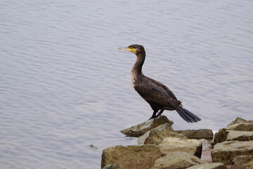 cormorant perching on the riverside