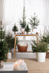 Potted fir trees and Christmas decorations on table near window in room. Stylish interior design