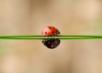 coccinelle