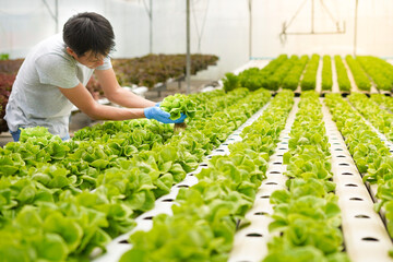 Farmer harvest or inspect farm products quality and fresh vegetables in greenhouse or organic farm with happy for food supply chain and delivery to customer as hydroponic farm and agriculture concept