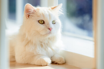 Persian Cat at the Window