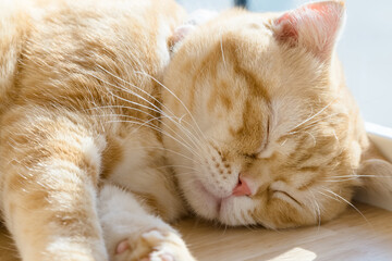 Naklejka na ściany i meble Closeup Orange Cat Sleeping