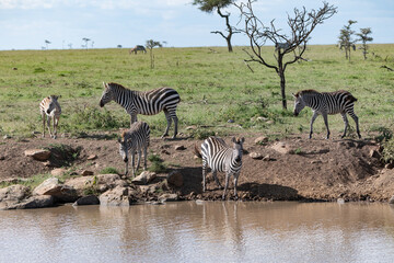 Fototapeta na wymiar zebras coming to drink at a water hoile