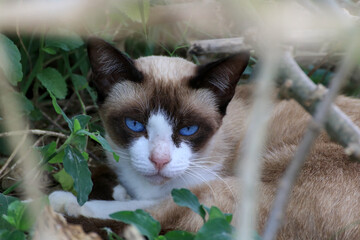 The blue-eyed cat stares at a stranger distrustful And hiding in the forest