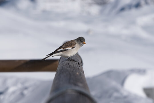 un bel esemplare di fringuello alpino alla ricerca di cibo, un'uccello colorato di bianco e marrone immerso nel paesaggio invernale delle dolomiti.