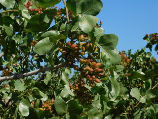 Pistachio, or Pistacia vera tree leaves and fruit at springtime, in Attica, Greece