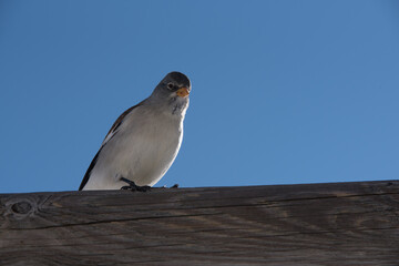un bel esemplare di fringuello alpino alla ricerca di cibo, un'uccello colorato di bianco e marrone immerso nel paesaggio invernale delle dolomiti.