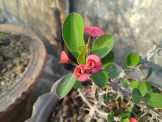 Euphorbia milli (Red) - Succulent Plant