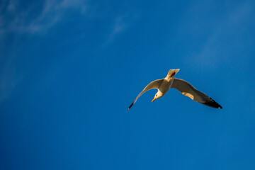 seagull in the sky