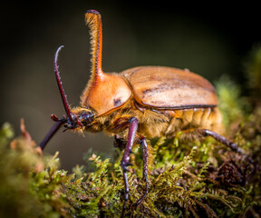 Hercules beetle 
