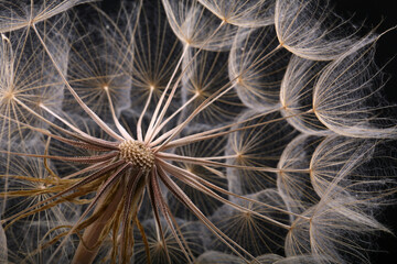 A large dandelion made of weed seeds growing in a natural environment - Powered by Adobe