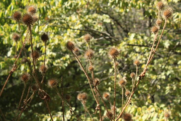 Caspian Hyrcanian mixed forests
