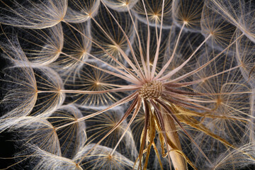 A large dandelion made of weed seeds growing in a natural environment