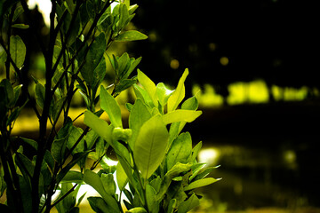 Leaves and lake