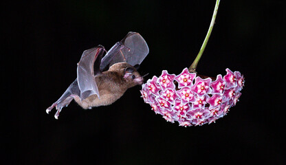 butterfly on a pink flower