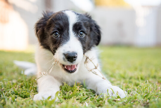 Close-up eye level colour image of a border collie sheepdog puppy on green grass chewing a piece of dry grass.