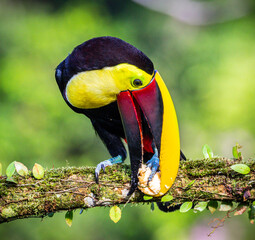 toucan on a branch © DJSDO
