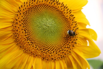 słonecznik, kwiat. zdrowie, pszczoła, zapylić, żółty, polny, ogród, uprawa, lato, słońce, miód, roślina, płatki, nasiona - obrazy, fototapety, plakaty