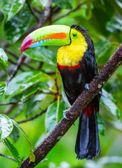 toucan on a branch