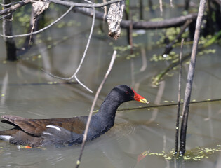 Fototapeta premium Common Moorhen floating on the pond