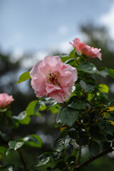 pink flowers in the garden