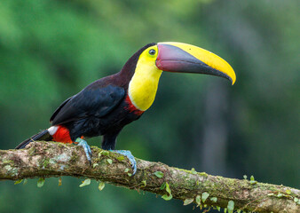 toucan on a branch