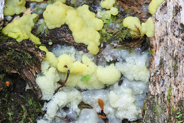 Ceratiomyxa  porioides, also called Ceratiomyxa fructiculosa var. porioides, commonly known as Coral slime mold
