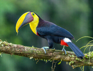 toucan on a branch