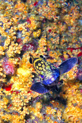 Dusky grouper, Epinephelus marginatus, Cabo Cope-Puntas del Calnegre Natural Park, Mediterranean Sea, Murcia, Spain, Europe