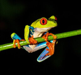 red eyed tree frog