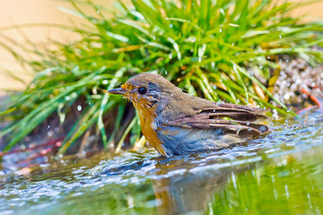 Robin, Erithacus rubecola,  Forest Pond, Mediterranean Forest, Castile and Leon, Spain, Europe