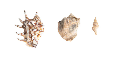 Three seashells isolated on white background. copy space for text. view from above. banner

